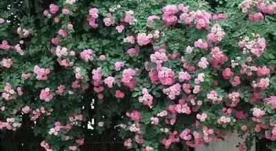 鲜花的100种花语,全部花草的花语