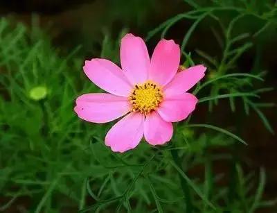 100种的鲜花花语合集,100种花的寓意和花语