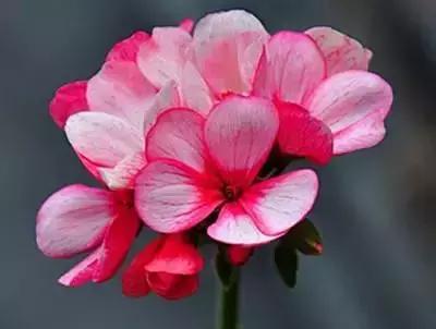 100种象征着爱情的花的花语,满天星花有几种颜色对应的花语