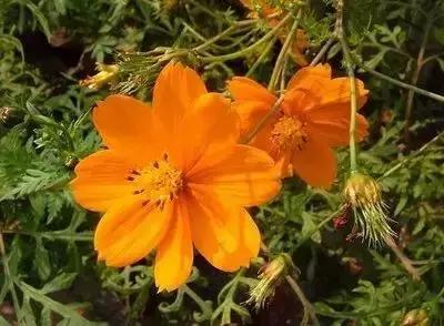 鲜花的100种花语,全部花草的花语