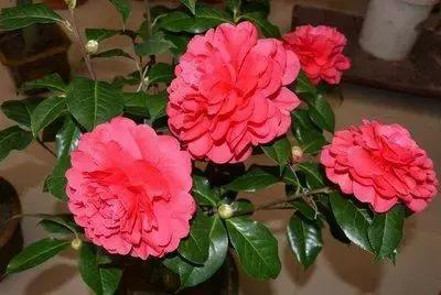 100种象征着爱情的花的花语,满天星花有几种颜色对应的花语