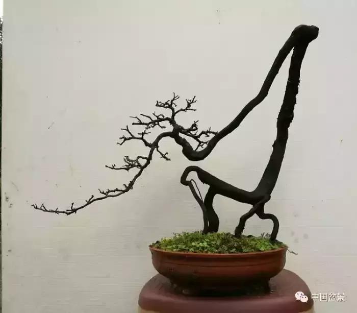 左世新金弹子盆景直播,左世新根艺金弹子