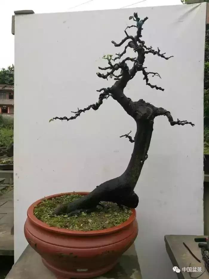 左世新金弹子盆景直播,左世新根艺金弹子