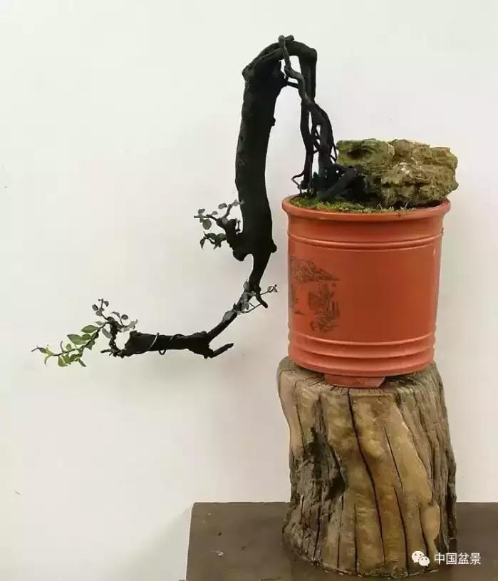 左世新金弹子盆景直播,左世新根艺金弹子