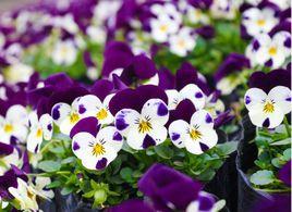 人面花三色堇,三色堇和大花三色堇