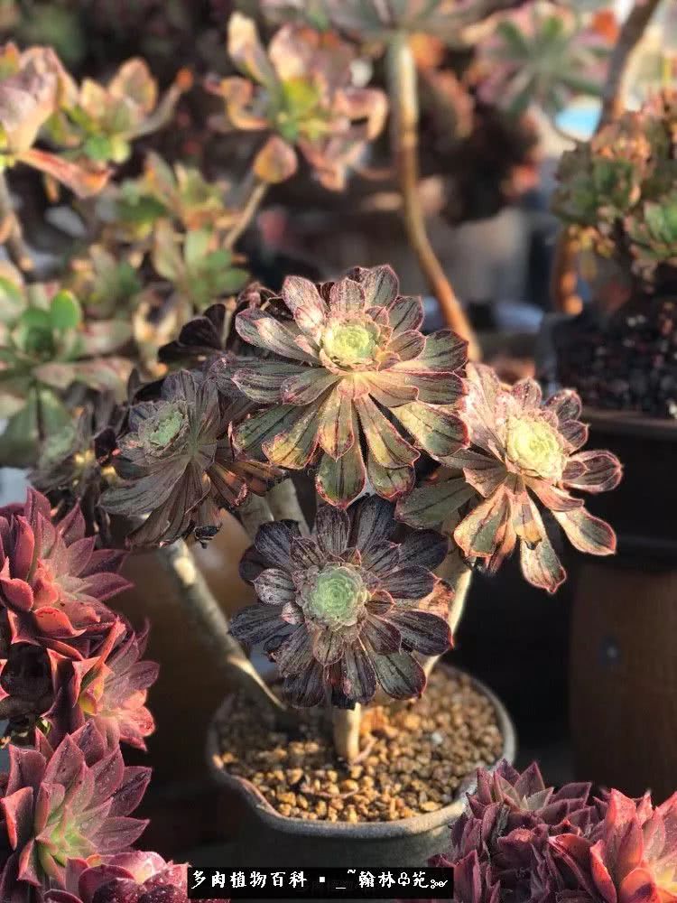 又一场法师视觉盛宴欣赏：翰林苑的昆明多肉花园！