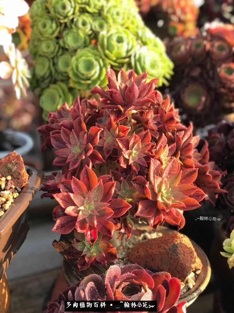 昆明精品多肉花园,昆明最好看的多肉花园