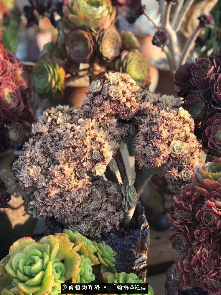 昆明精品多肉花园,昆明最好看的多肉花园