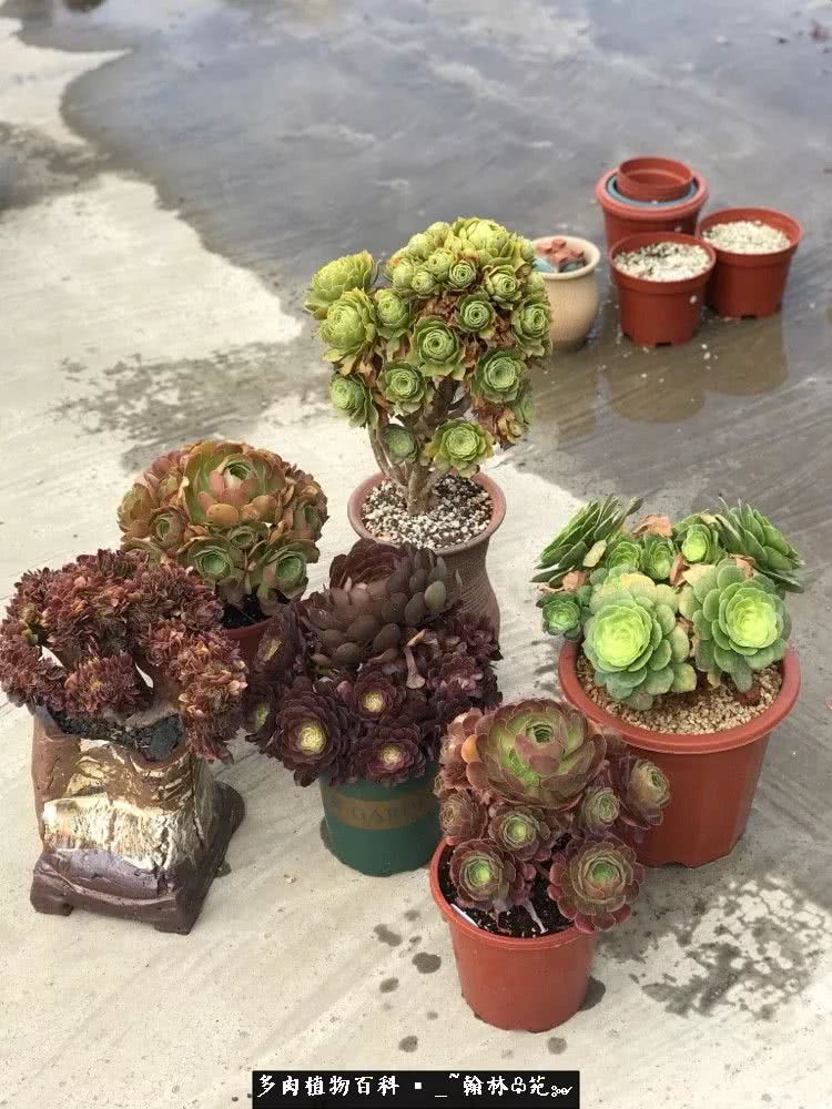 昆明精品多肉花园,昆明最好看的多肉花园