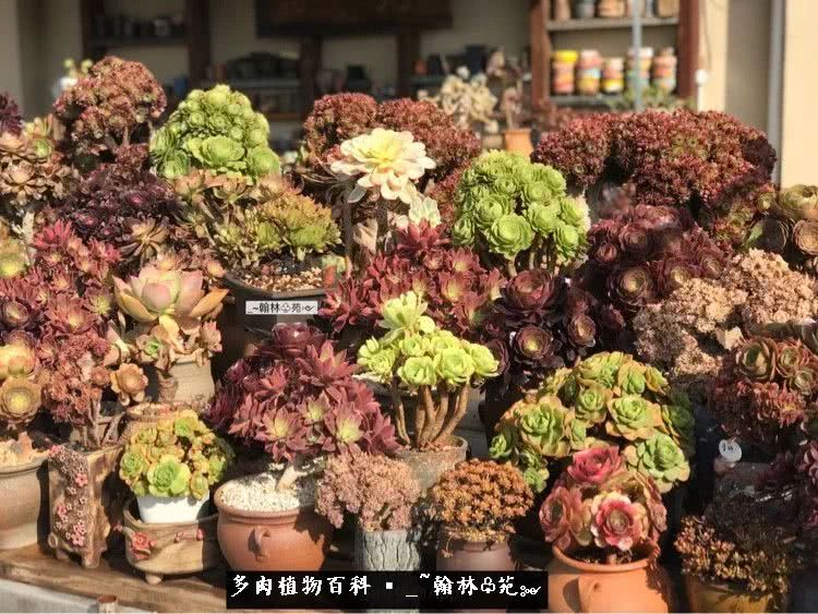 昆明精品多肉花园,昆明最好看的多肉花园