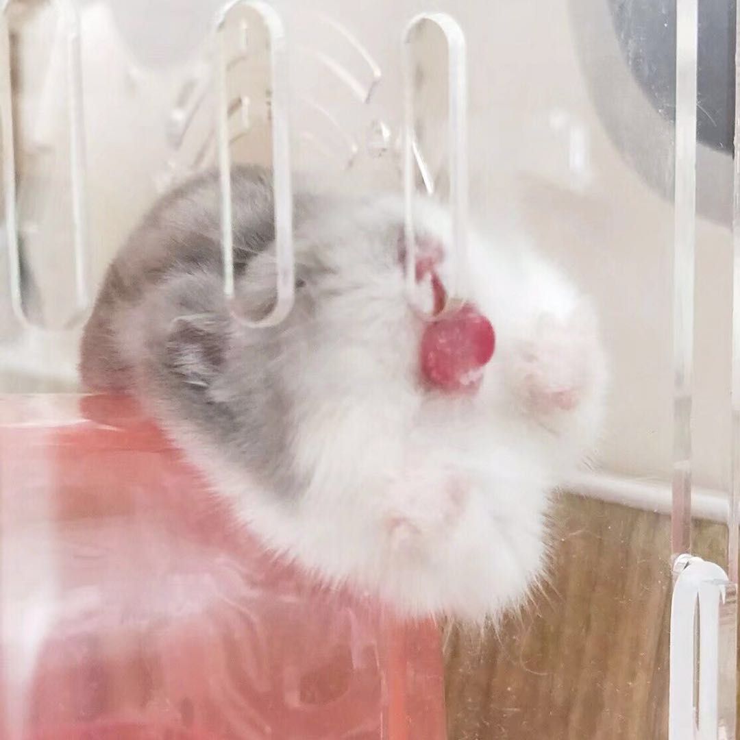 三只仓鼠游戏,三只仓鼠选什么笼子