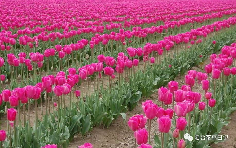 世界上最具代表5种国花,各国国花有哪些特点