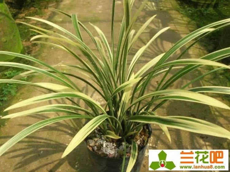 以兰为德,以兰为德最新消息