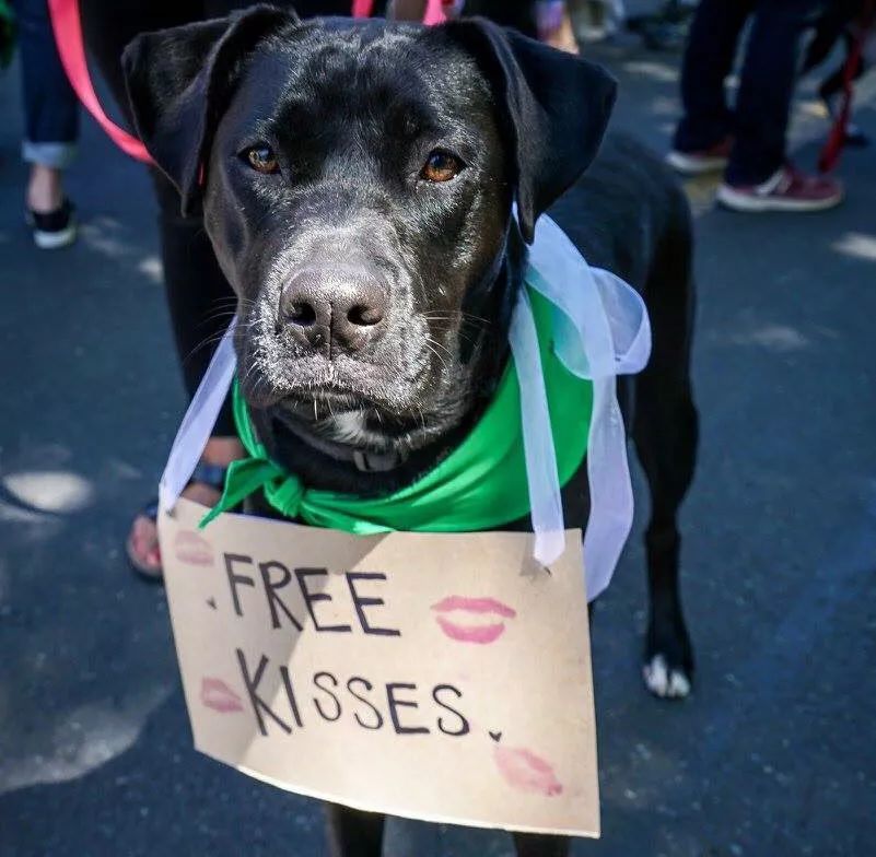 宠物行旅,宠物旅游攻略和萌宠一起畅游世界