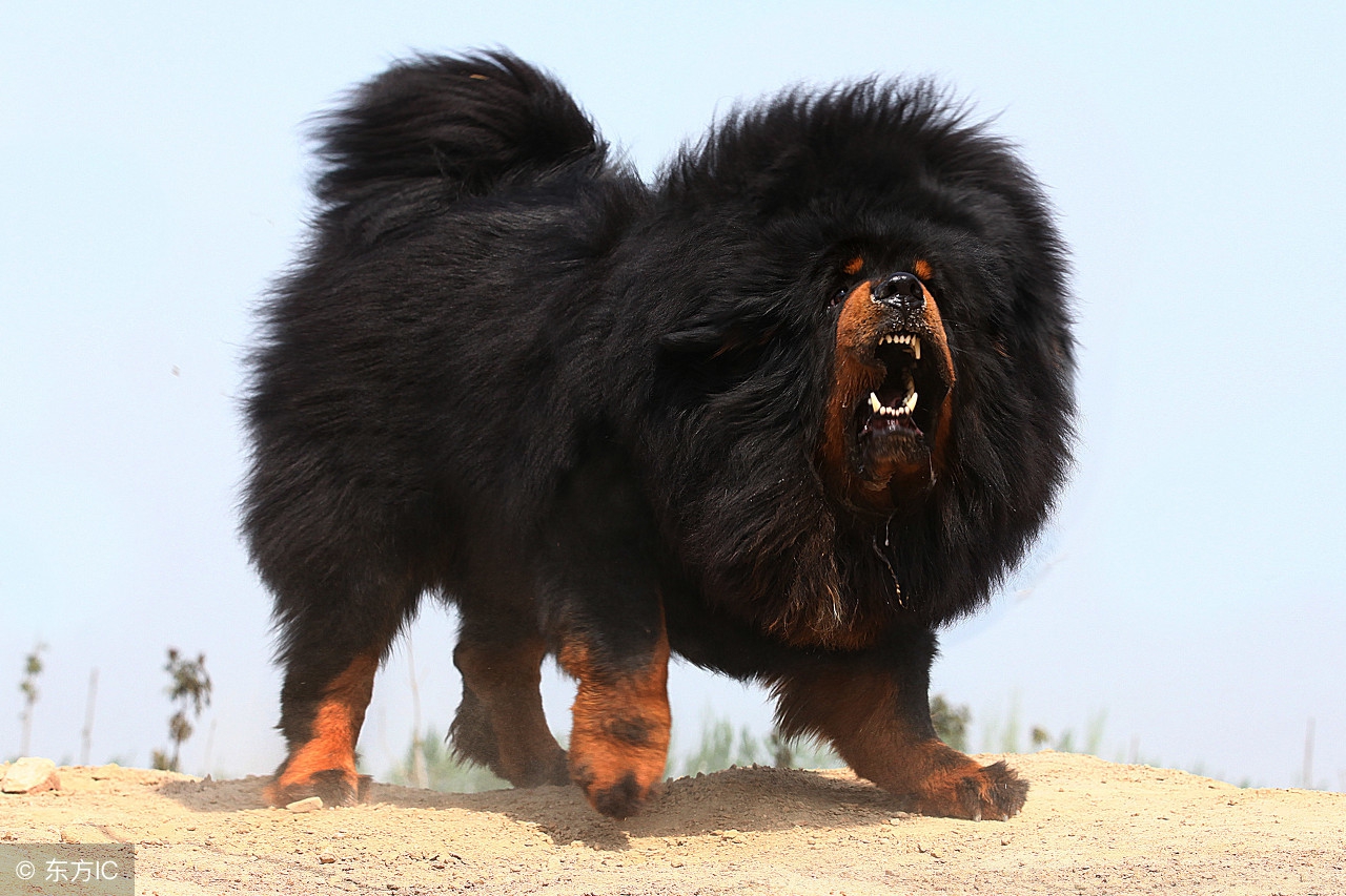 藏獒饭量,成年藏獒每天食量是多少