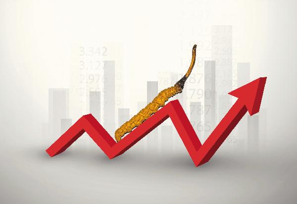 冬虫夏草行情最新,冬虫夏草龙头股票