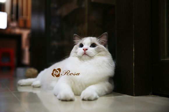 猫为什么对冻干那么疯狂,猫冻干也需要过渡吗