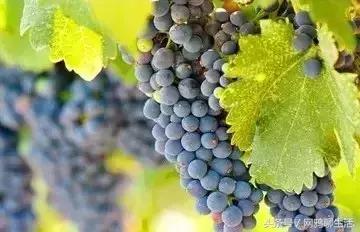 八角梨、树莓、榅桲……7种*疆新**地产水果，吃过5种算你老道！