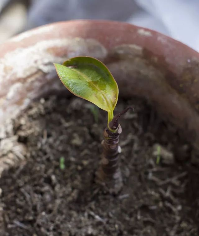 独杆橡皮树造型图片,独杆橡皮树怎么分叉视频