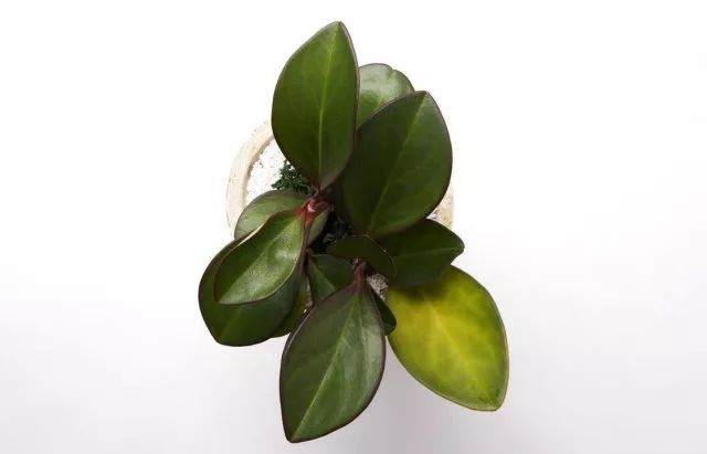 独杆橡皮树造型图片,独杆橡皮树怎么分叉视频