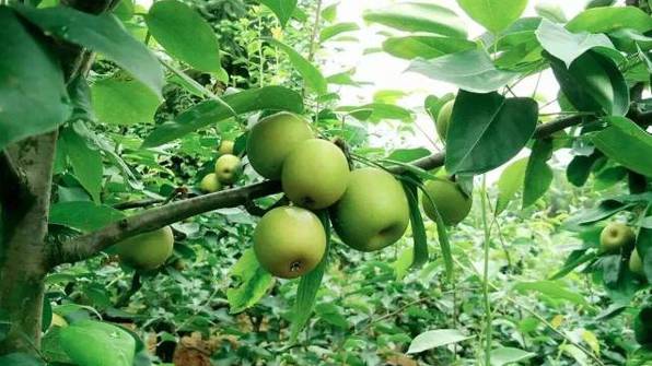 新余应季水果采摘园,新余水西水果采摘