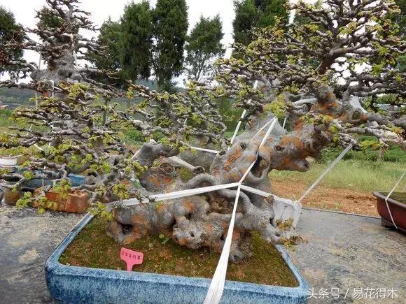 怎么区分榆树和榉树,怎么分辨榆叶梅和碧桃