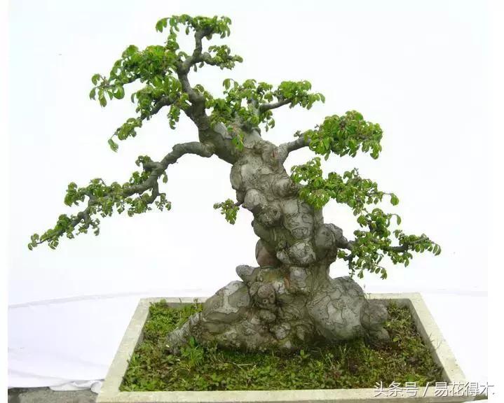 小叶榆和榉树怎样鉴别,小叶榔榆和花皮榆有什么区别