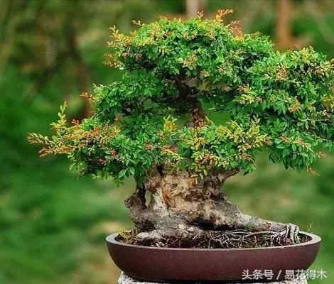 小叶榆和榉树怎样鉴别,小叶榔榆和花皮榆有什么区别