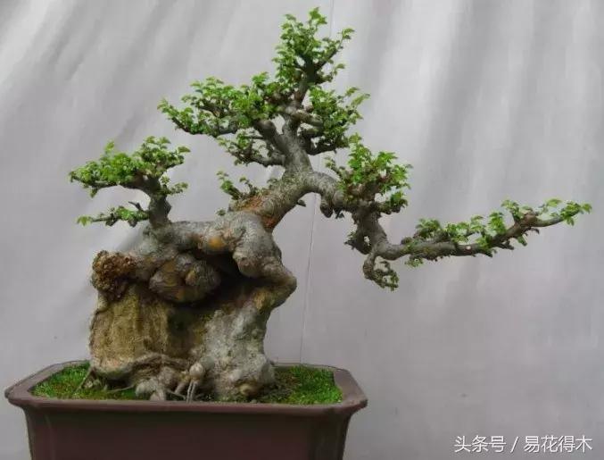 小叶榆和榉树怎样鉴别,小叶榔榆和花皮榆有什么区别