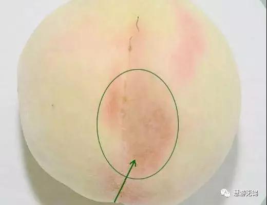 慧游君教你怎样有腔调的吃水蜜桃！