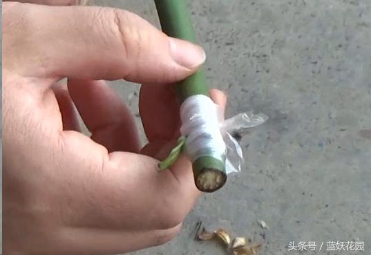 月季树嫁接教程,月季树的芽接方法