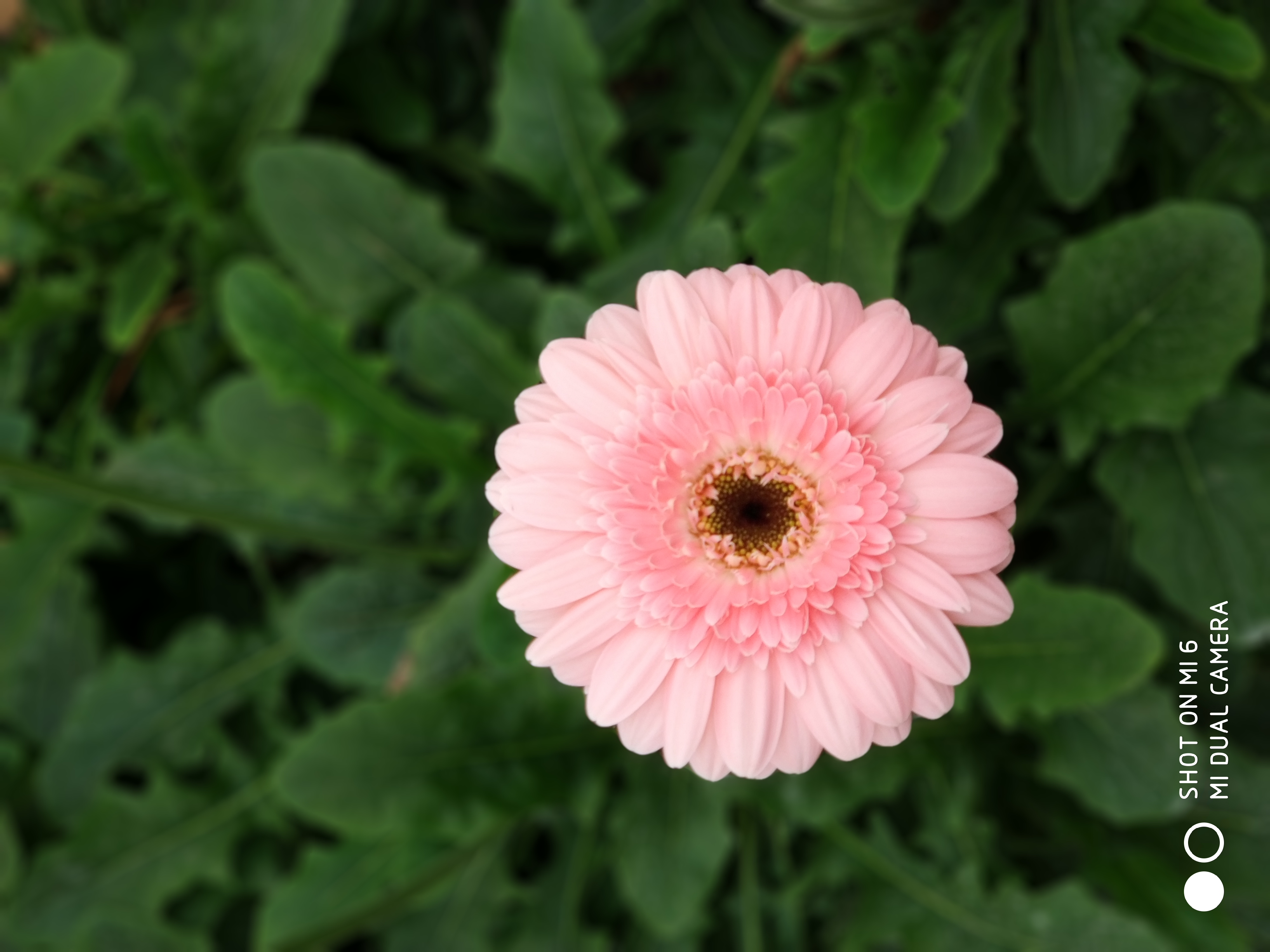 如何确认是否怀孕,早孕初期乳房会有什么症状表现