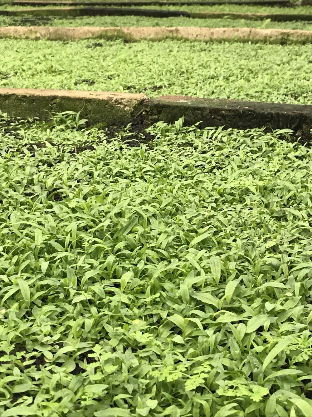 白芨药用与用量,紫花白芨栽培高产技术