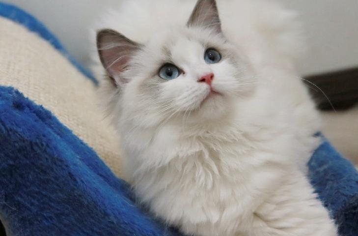 不好意思，猫主子必须要告诉你们真相了……揭秘神秘的CKD！