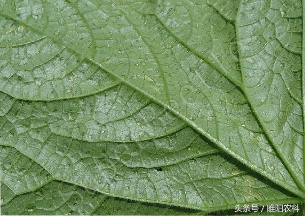 防治细菌性病害，用这个配方就够了，效果超好