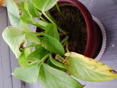 绿萝黄叶有几种原因及处理方法,绿萝黄叶原因怎样处理