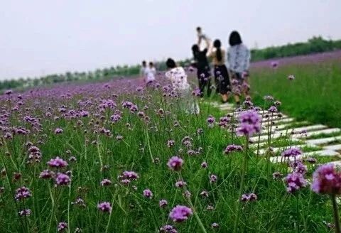 祥和家园杀人事件,祥和家园门口杀人案