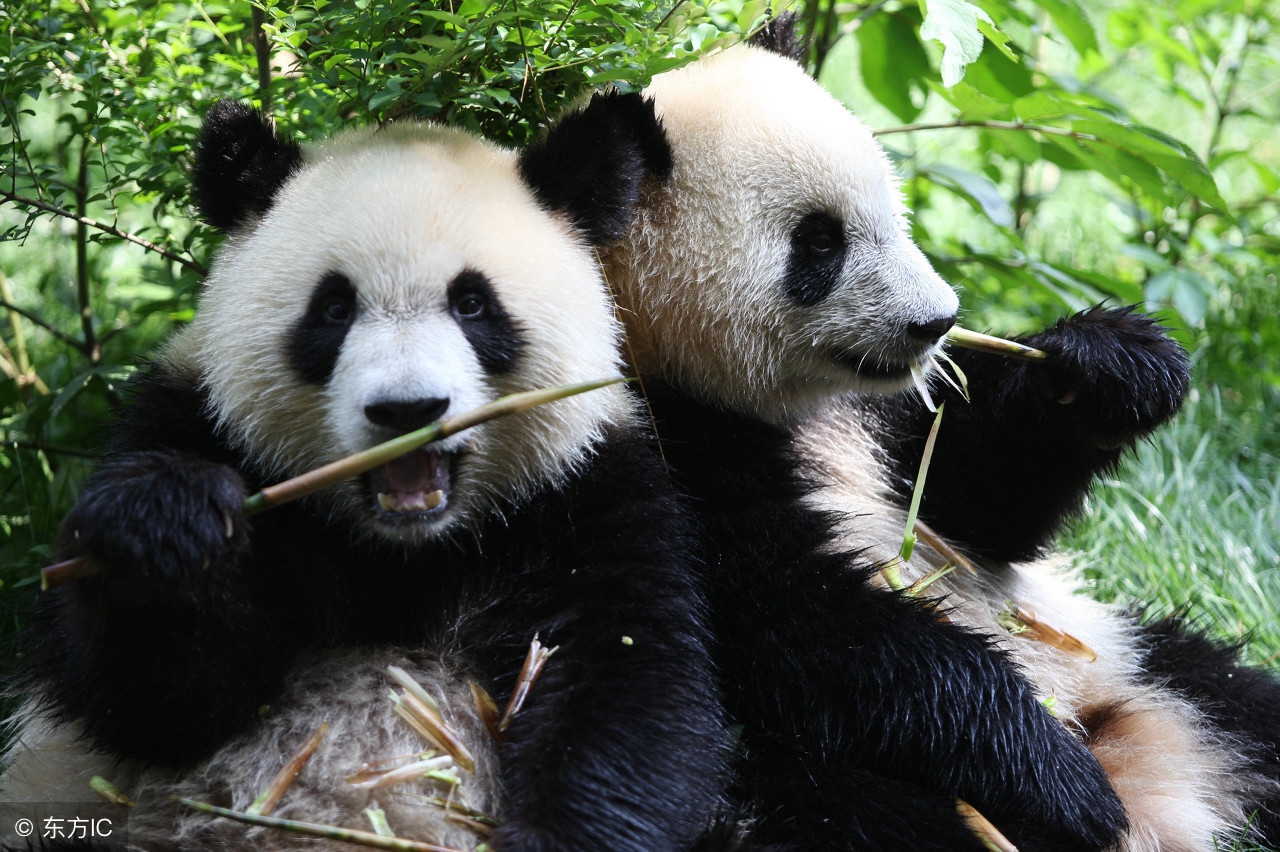 大熊猫与考拉哪个更可爱,大熊猫和考拉哪个更受欢迎