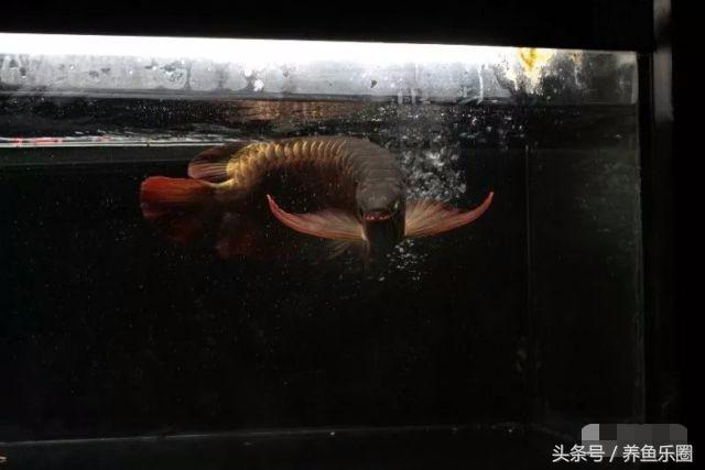 龙鱼不同时期应该做的事,龙鱼各个阶段注意什么