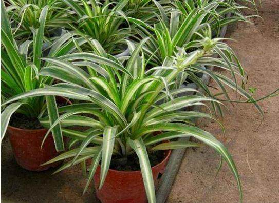 可以净化空气的室内盆栽植物,驱蚊驱虫室内净化空气清香木盆栽