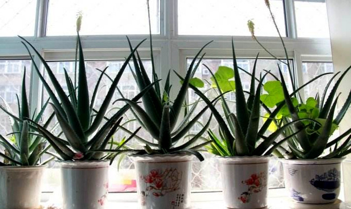 芦荟怎样养出小芽,芦荟怎么养护侧芽多