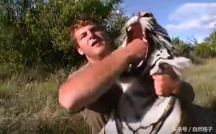 如果在野外遇到老虎你该如何自救,在野外遇到老虎正确做法