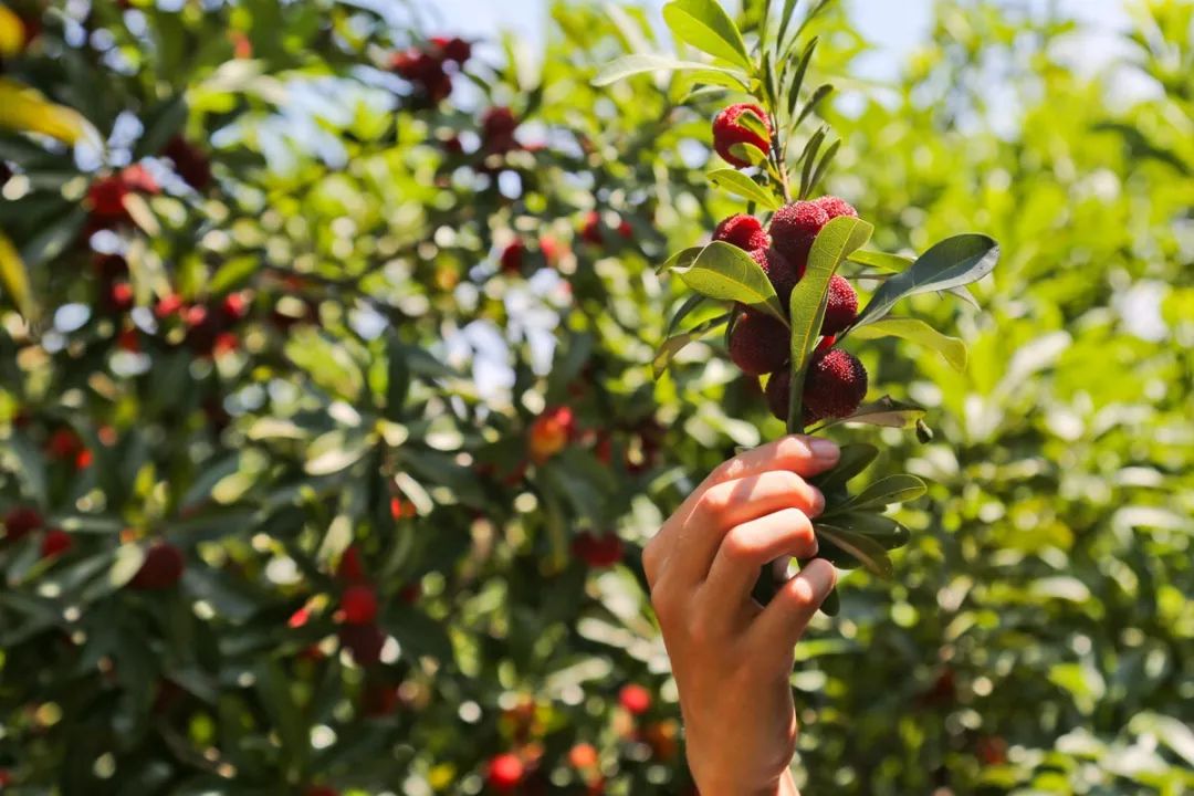 这座跟着周杰伦空降热搜的杨梅味小城,休渔期也能让你吃得满嘴鲜
