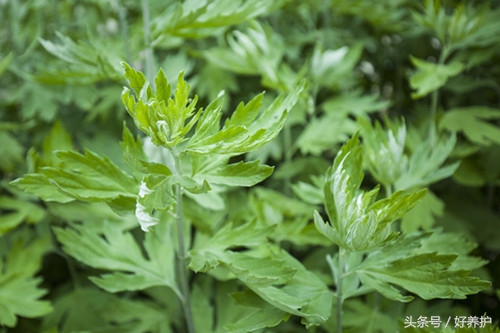 端午后的艾草有哪些功效和好处,端午将至艾草热销出新招