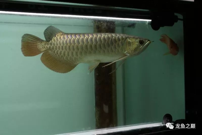 28-30公分龙鱼怎么喂养,龙鱼喂食能混合么