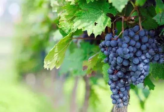 端午假期遇上父亲节,端午节父亲节出游