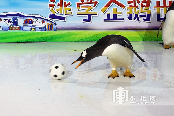 哈尔滨极地馆逃学企鹅直播,哈尔滨极地公园逃学企鹅馆