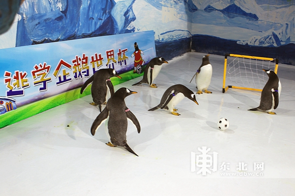 哈尔滨极地馆逃学企鹅直播,哈尔滨极地公园逃学企鹅馆
