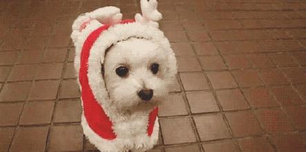 以前养狗和现在养狗的区别,为什么女生比男生更适合养狗