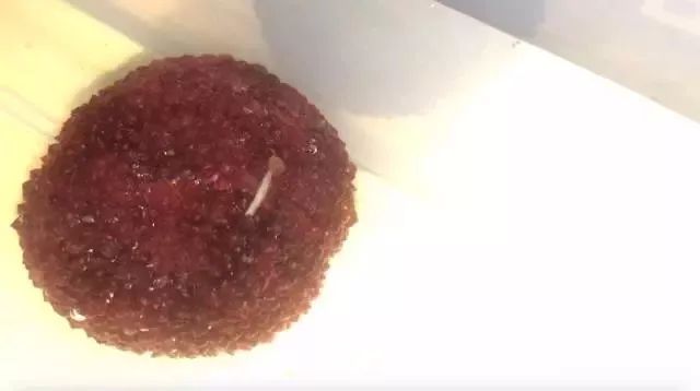 一颗杨梅就有六条蛆,一棵杨梅多年不结果是什么原因